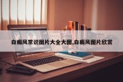 白癜风常识图片大全大图,白癜风图片欣赏