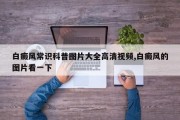 白癜风常识科普图片大全高清视频,白癜风的图片看一下